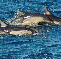 Dolphin Swim Australia - C Tourism