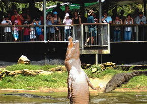 Crocodylus Park - C Tourism 2