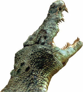 Crocodylus Park - C Tourism 3