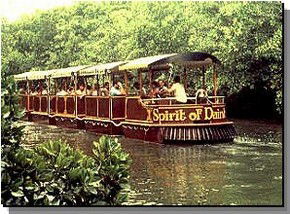 Daintree Rainforest River Trains - C Tourism 0