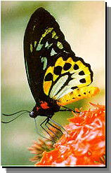 Daintree Rainforest River Trains - C Tourism 2