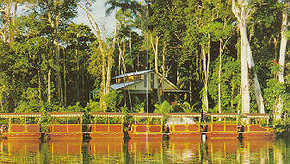 Daintree Rainforest River Trains - C Tourism 3