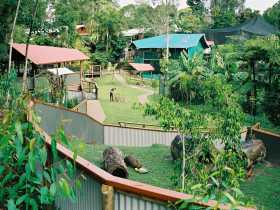 Kuranda Koala Gardens - C Tourism 1