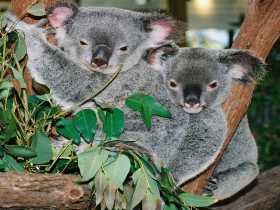 Kuranda Koala Gardens - C Tourism 2
