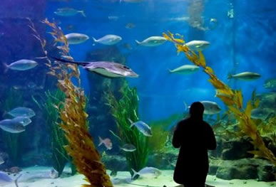 Melbourne Aquarium - C Tourism 0