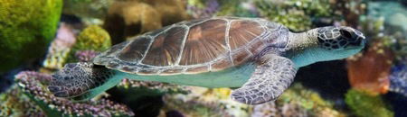 Melbourne Aquarium - C Tourism 1