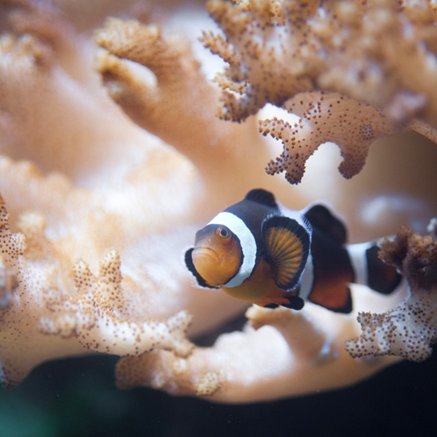 Melbourne Aquarium - C Tourism 2