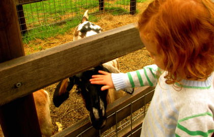 Collingwood Children's Farm - C Tourism 0