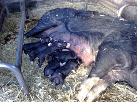 Collingwood Children's Farm - C Tourism 2