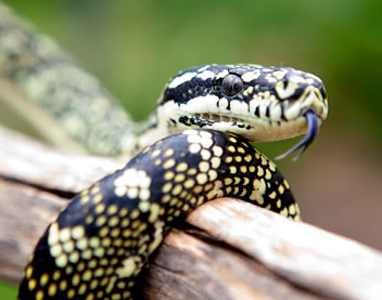 Reptile Encounters - C Tourism 0