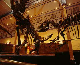 Australian Museum - C Tourism 1