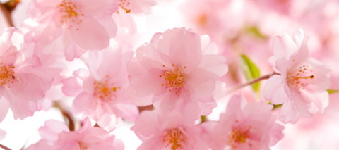 Sakura Day Spa - C Tourism 1