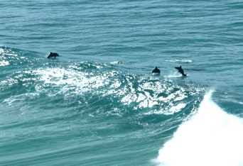 Beach Trekkers North Stradbroke Island - C Tourism 2