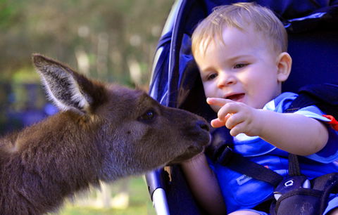Australian Reptile Park - C Tourism 6