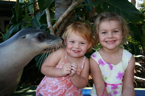 Dolphin Marine Magic - C Tourism 0