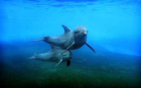 Dolphin Marine Magic - C Tourism 4