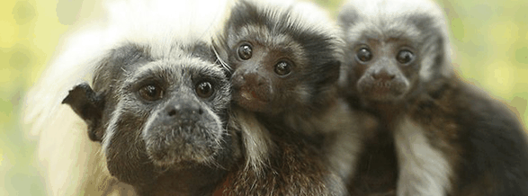 Alma Park Zoo - C Tourism 3