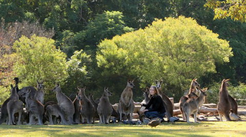 Lone Pine Koala Sanctuary - C Tourism 1