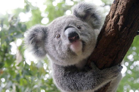 Lone Pine Koala Sanctuary - C Tourism 3