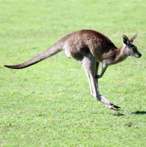 Lone Pine Koala Sanctuary - C Tourism 4