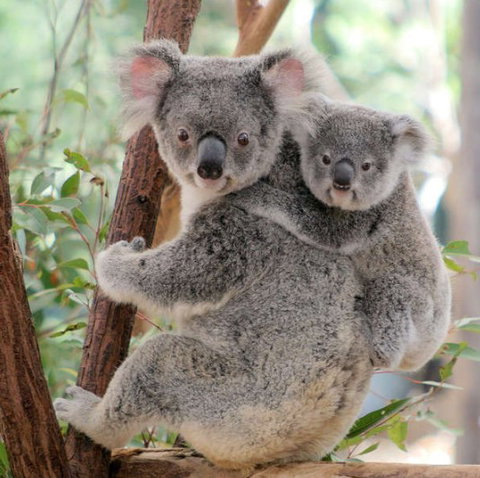 Lone Pine Koala Sanctuary - C Tourism 6