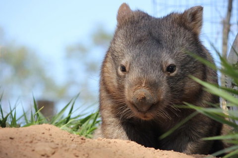Lone Pine Koala Sanctuary - C Tourism 7
