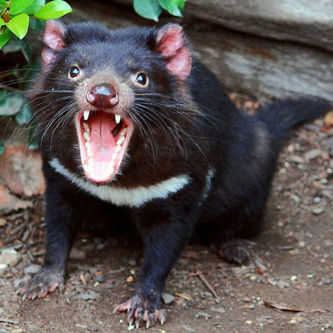 Lone Pine Koala Sanctuary - C Tourism 8