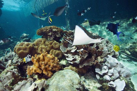 Reef HQ Great Barrier Reef Aquarium - C Tourism 3