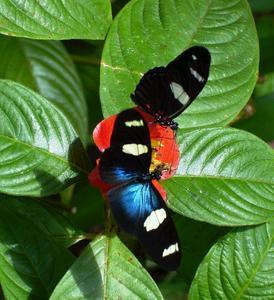Butterfly Farm - C Tourism 4