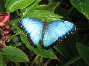 Butterfly Farm - C Tourism 5