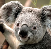 Potoroo Palace - C Tourism