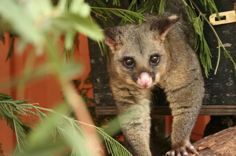 Potoroo Palace - C Tourism 3