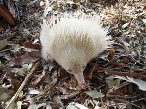Potoroo Palace - C Tourism 4