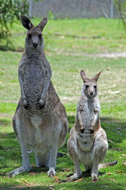 Potoroo Palace - C Tourism 5
