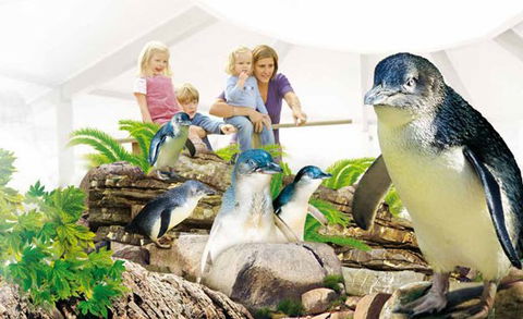 Manly SEA LIFE Sanctuary - C Tourism 1