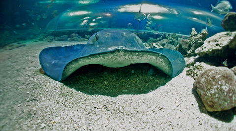 Manly SEA LIFE Sanctuary - C Tourism 3