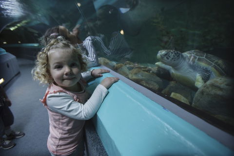 Manly SEA LIFE Sanctuary - C Tourism 4