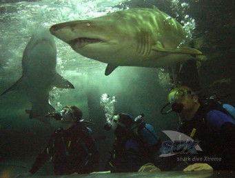 Manly SEA LIFE Sanctuary - C Tourism 5