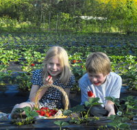 Blue Hills Berries  Cherries - C Tourism