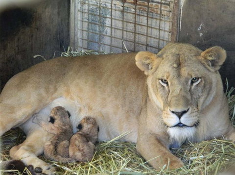 Darling Downs Zoo - C Tourism 2