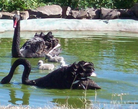 Darling Downs Zoo - C Tourism 3
