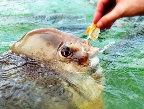 Aquascene Fish Feeding Sanctuary - C Tourism 1