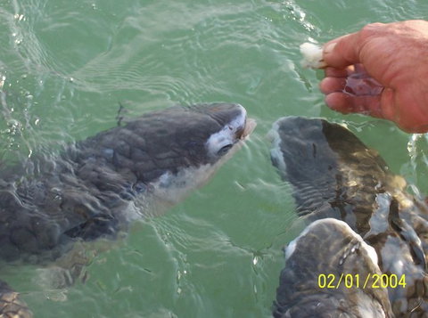 Aquascene Fish Feeding Sanctuary - C Tourism 2