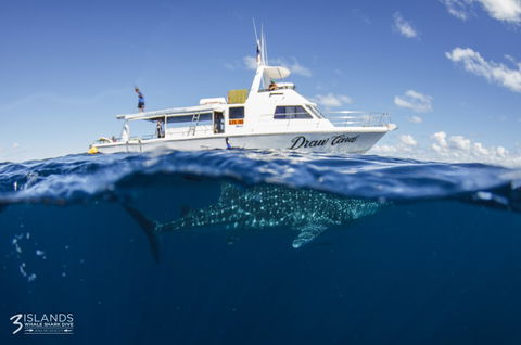 Three Islands Whale Shark Dive - C Tourism 4