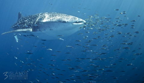 Three Islands Whale Shark Dive - C Tourism 5