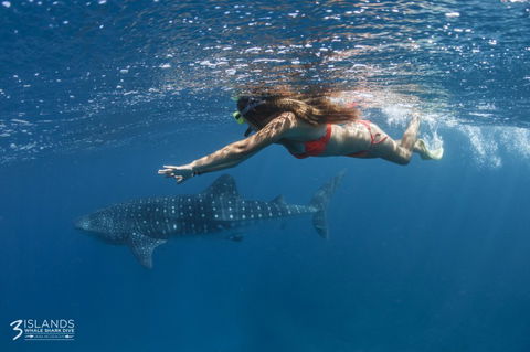 Three Islands Whale Shark Dive - C Tourism 6