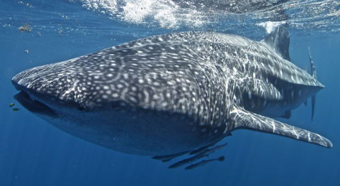 Three Islands Whale Shark Dive - C Tourism 7