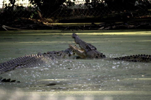 Billabong Sanctuary - C Tourism 3