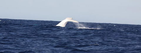 Australian Whale Watching - C Tourism 0