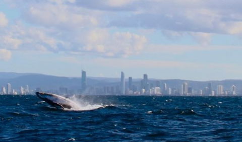 Australian Whale Watching - C Tourism 1